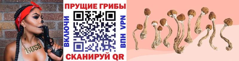 Псилоцибиновые грибы Magic Shrooms  закладка  Ставрополь 